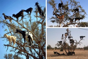 tree-climbing-goats1